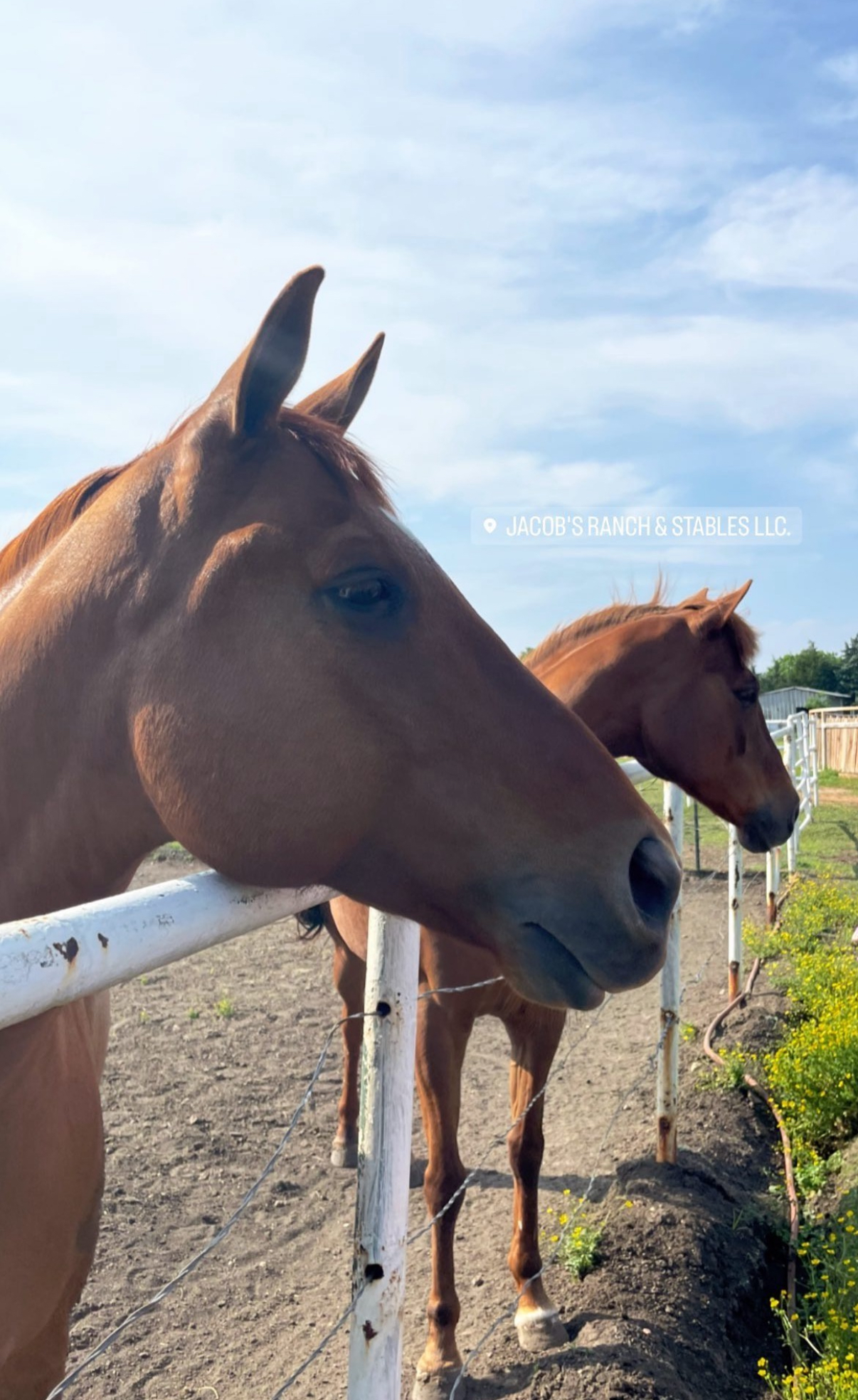 Horse at Jacob's Ranch