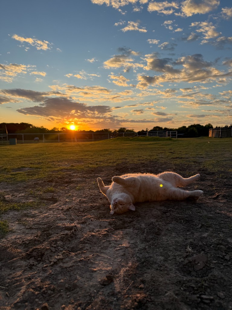 Cat relaxing in the pasture at sunset