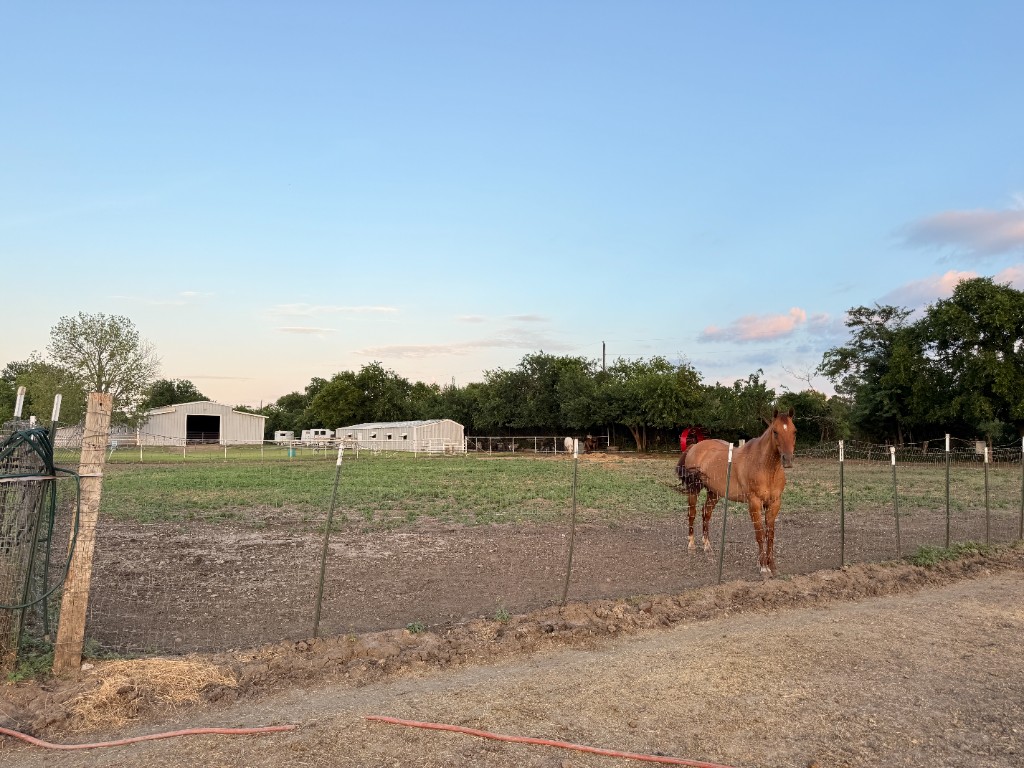 Horse standing in a fenced paddock at sunset